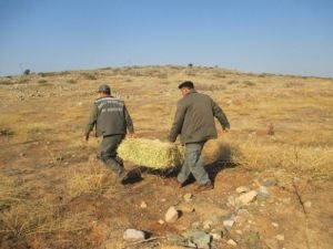 Hatay'da Dağ Ceylanlarının Yaşam Alanlarına Yonca Bırakıldı