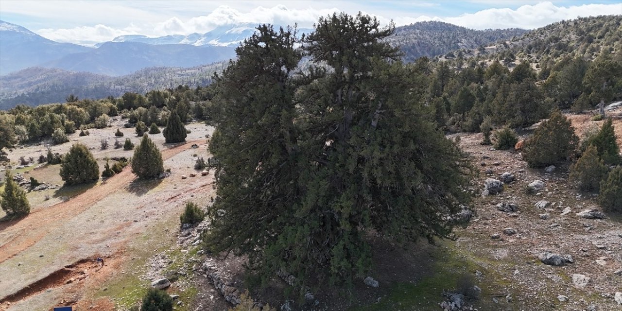 2 bin yıllık anıt ağaç tarihe meydan okuyor