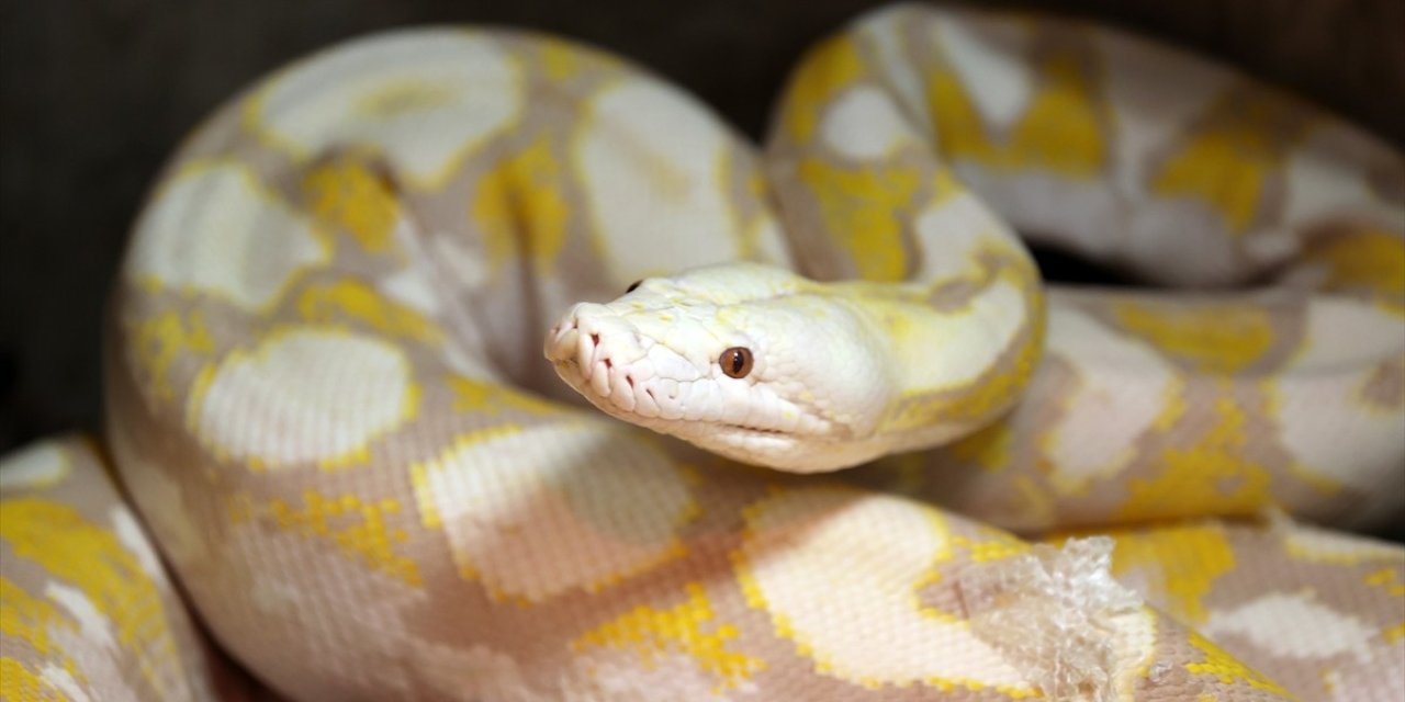 Konya'da albino pitonlara özel şartlarda bakılıyor