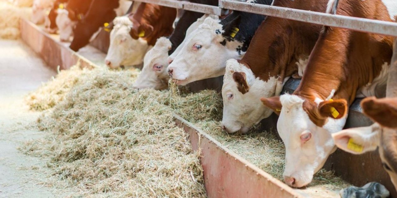 Hayvanları uygunsuz koşullarda barındıran işletmeye ceza