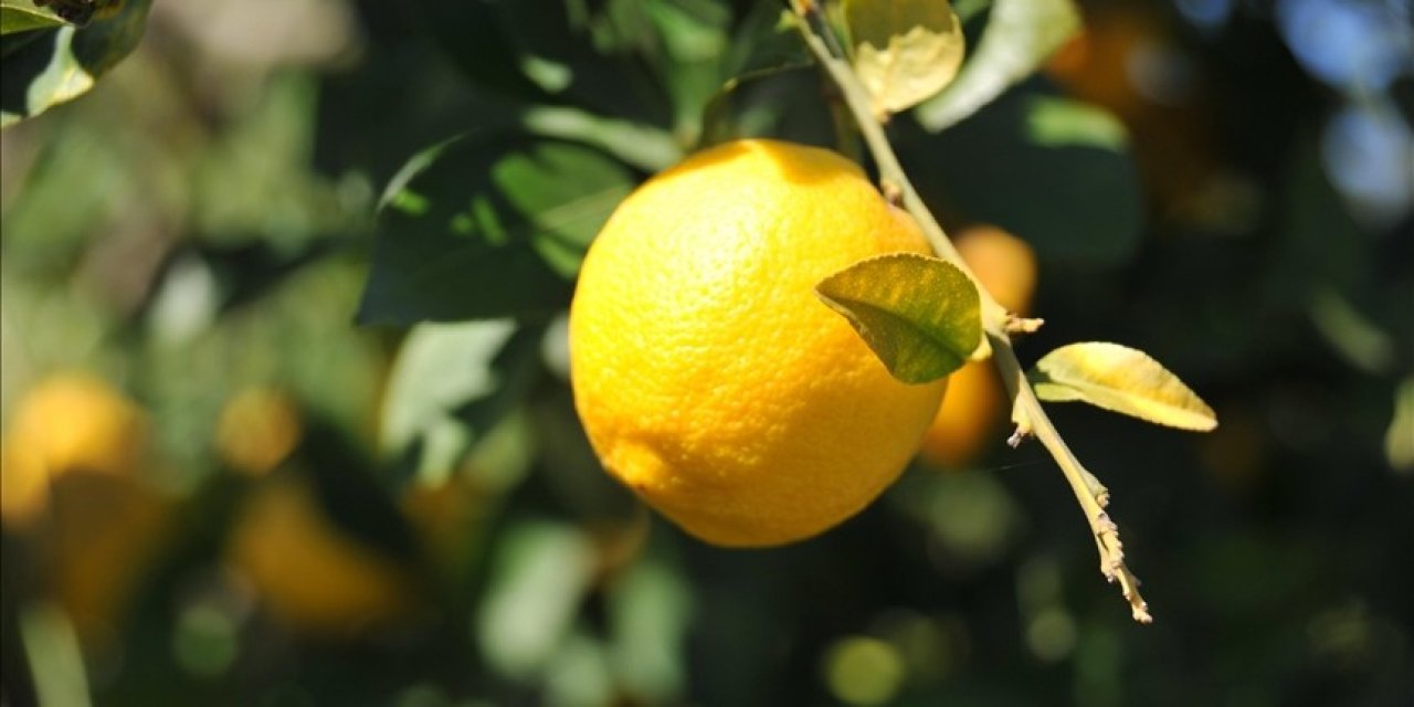 Limonda gümrük vergisi yeniden düzenlendi