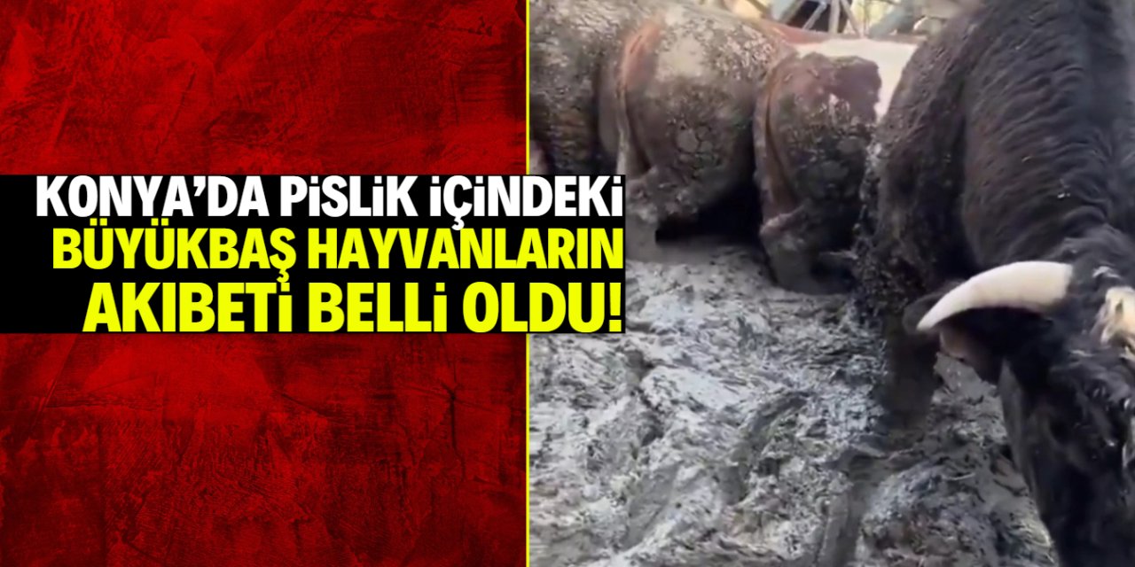 Konya'da pislik içindeki hayvanların akıbeti belli oldu!