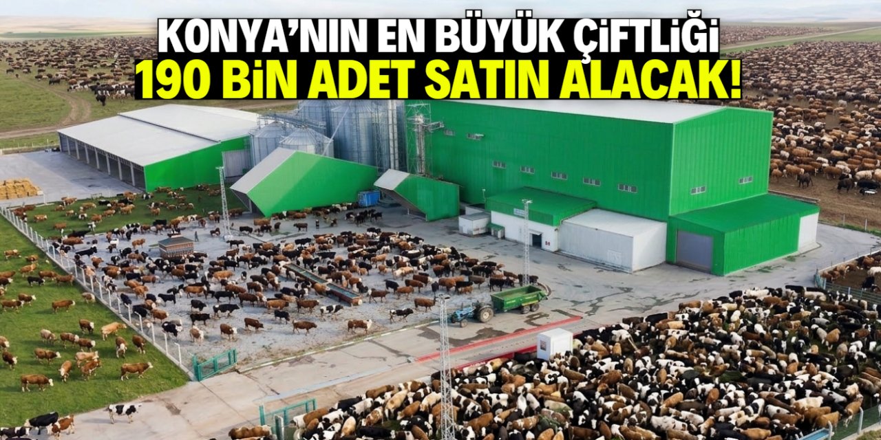 Konya'nın en büyük çiftliği 190 bin adet satın alacak!