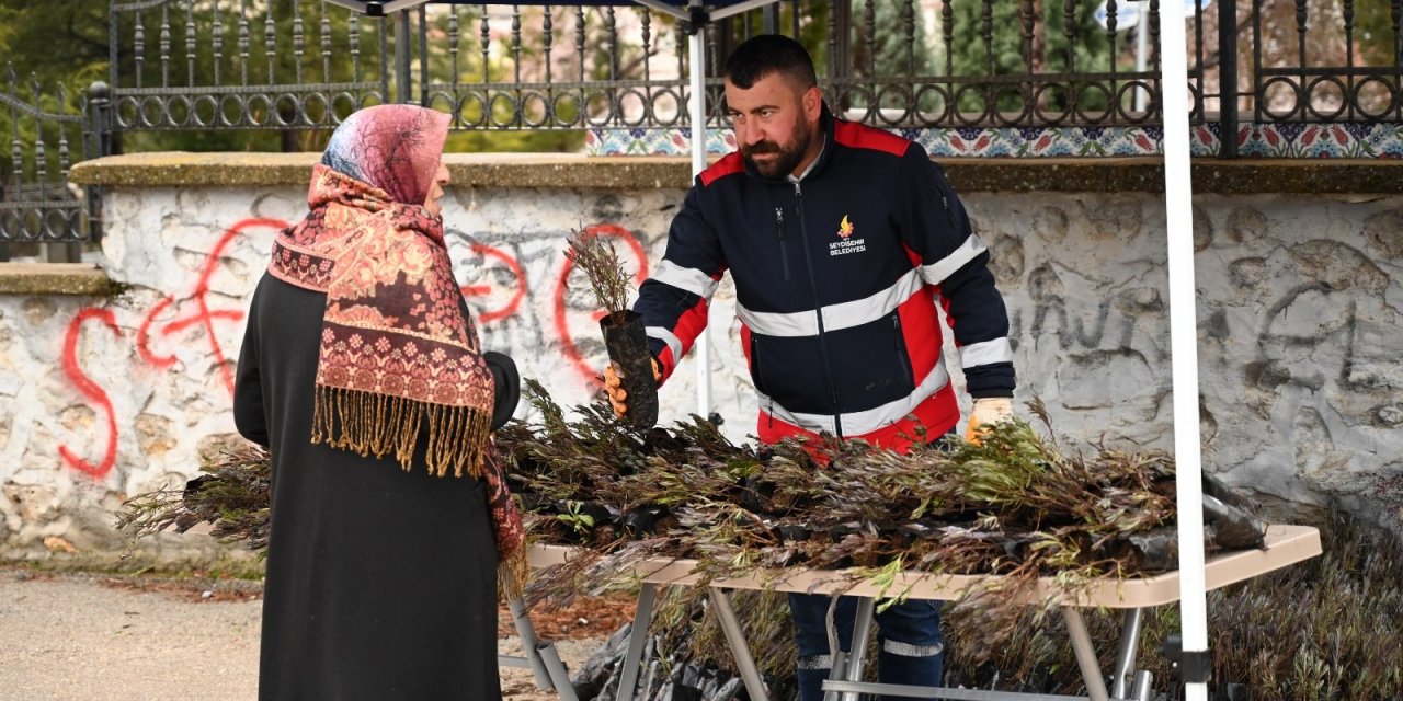 Mezar ziyaretine gelenlere lavanta fidesi