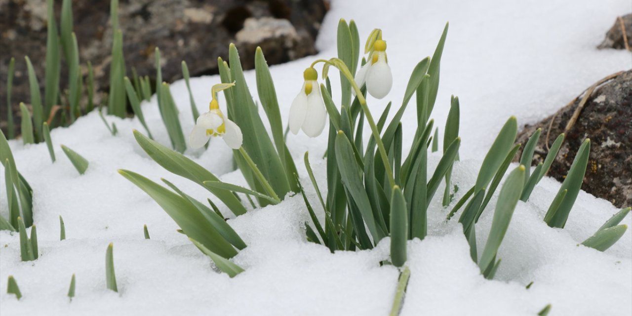 Hadim ilçesinde kardelenler açtı