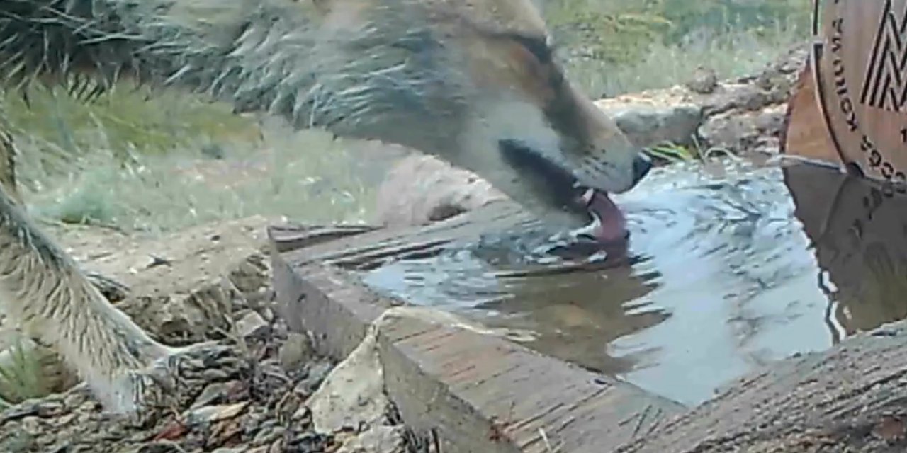 Karaman'da yaban hayvanları fotokapanla görüntülendi