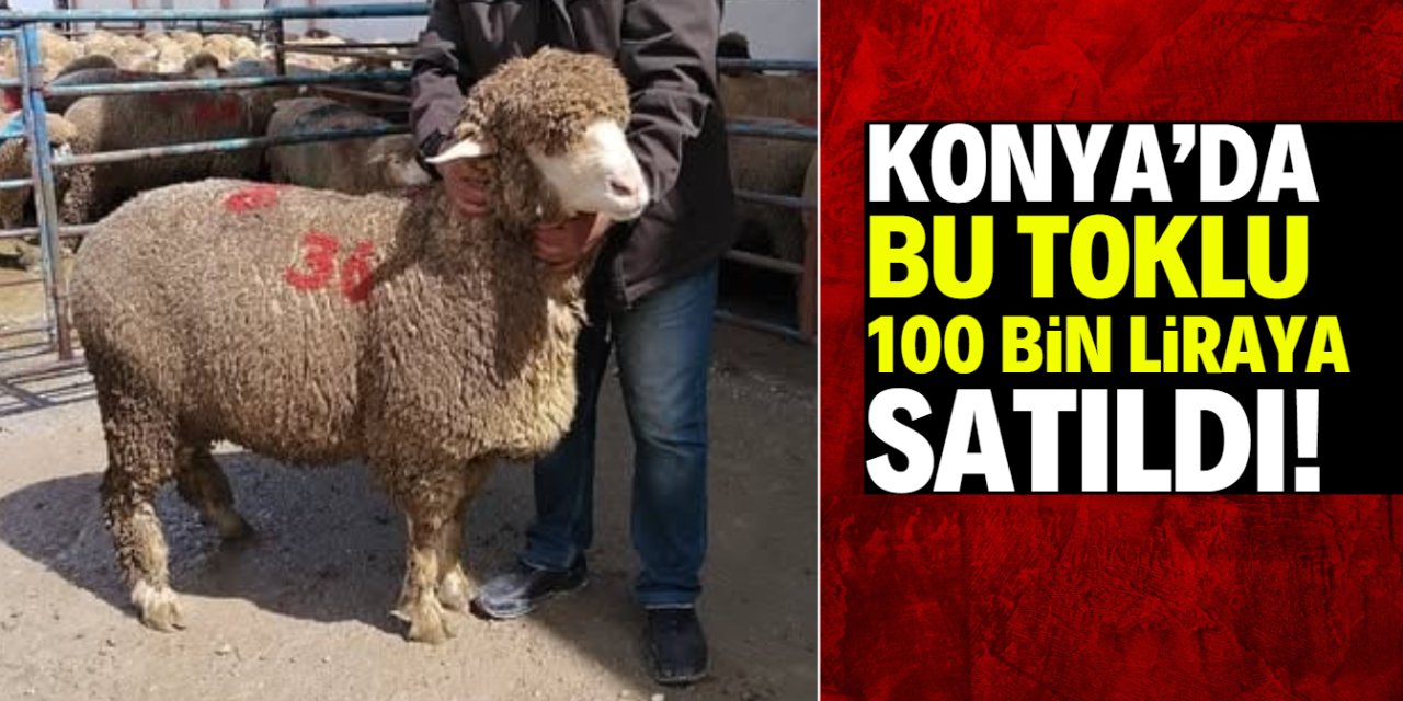 Konya'da toklu güzelliğiyle büyüledi! 100 bin TL’ye satıldı