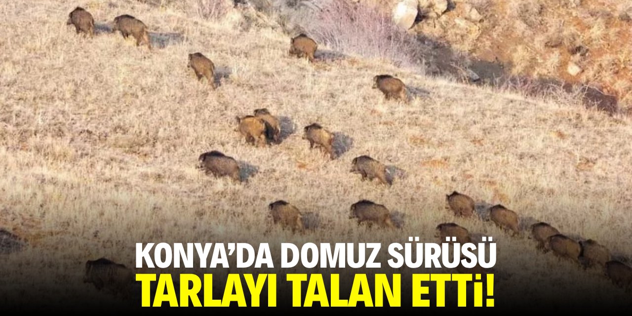 Konya'da domuz sürüsü tarlayı talan etti!