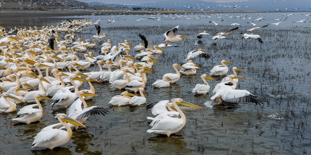 Ak pelikanlar Çavuşçu Gölü’nde mola verdi