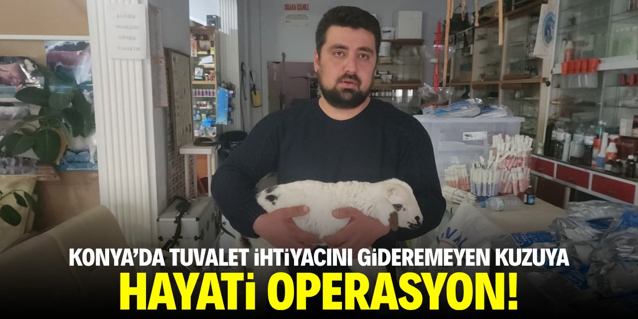 Konya'da tuvalet ihtiyacını gideremeyen kuzuya hayati operasyon