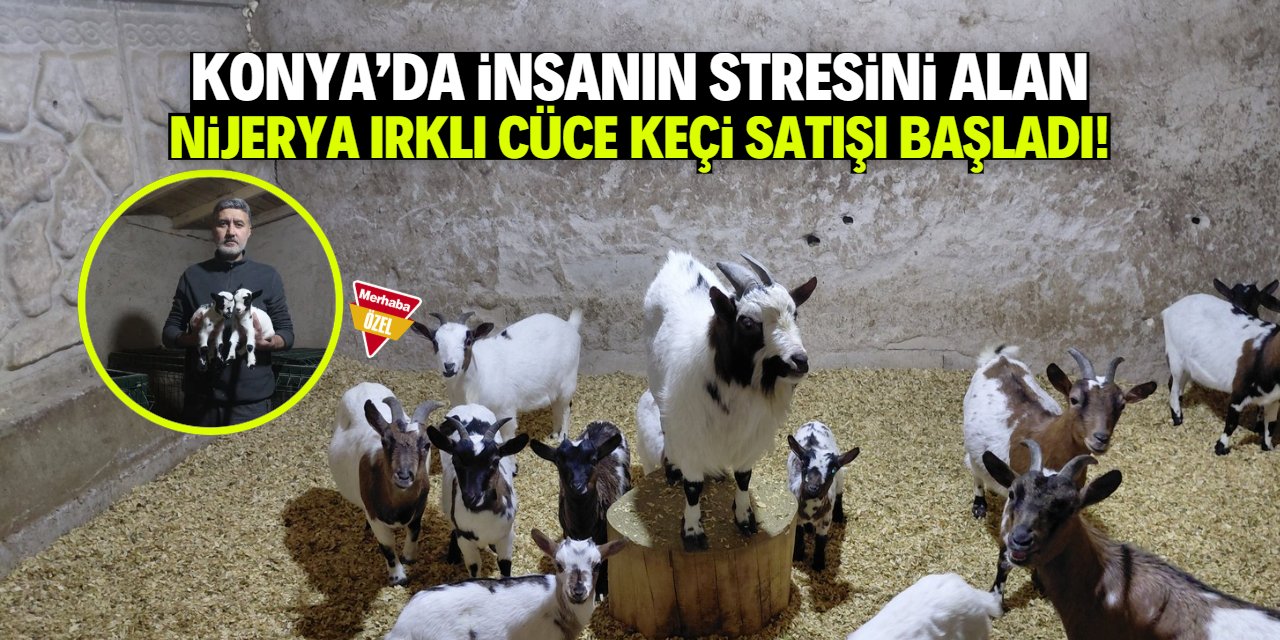 Konya'da cüce keçi satışı başladı! Yavru çift 50 bin TL