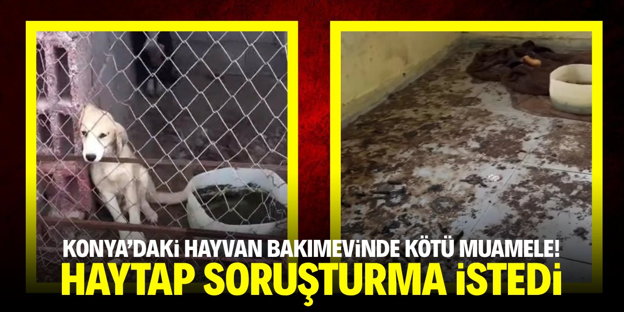 Konya'daki hayvan bakım evinde kötü muamele! HAYTAP soruşturma istedi