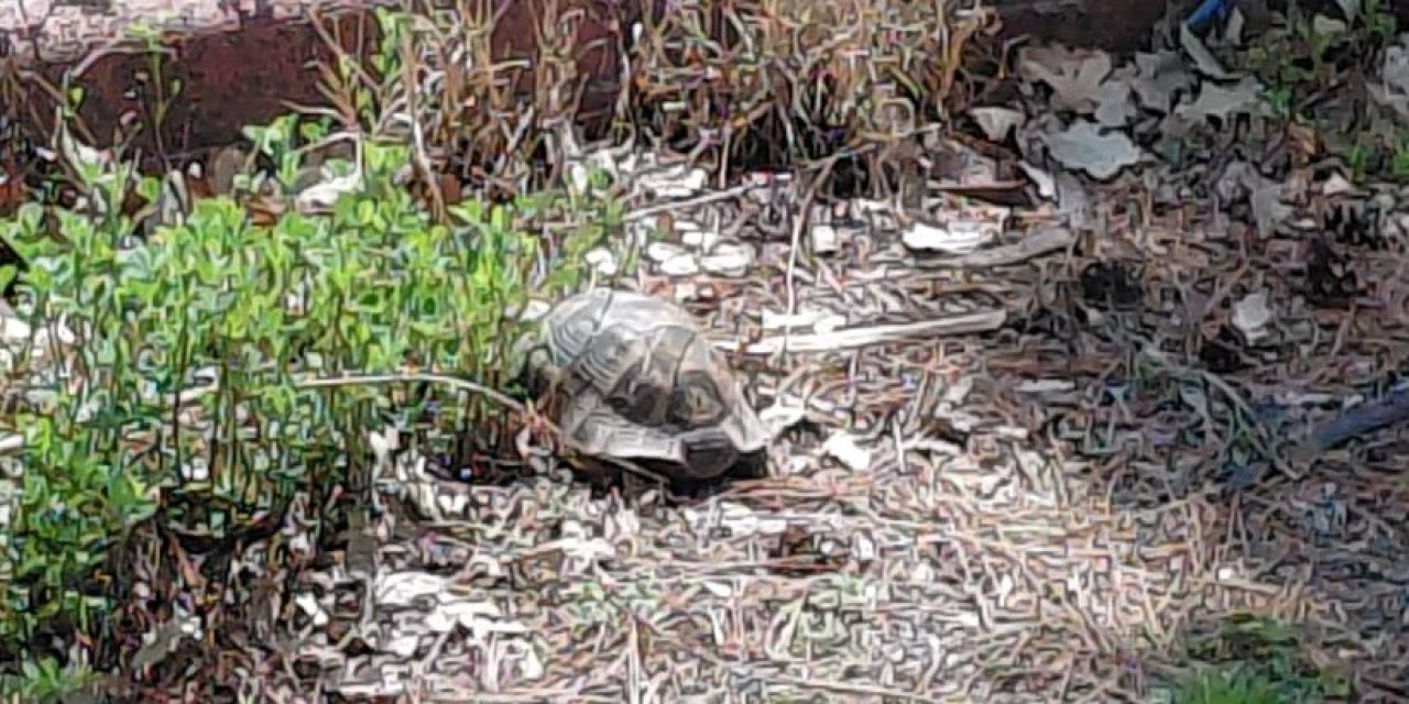 Konya'daki bu kaplumbağa büyük ilgi gördü