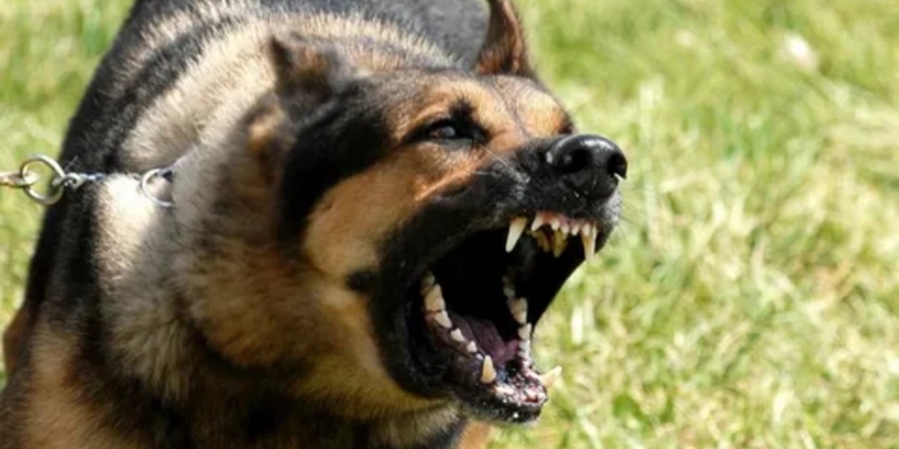 Yargıtay zincirsiz köpek saldırısında tazminatı onadı