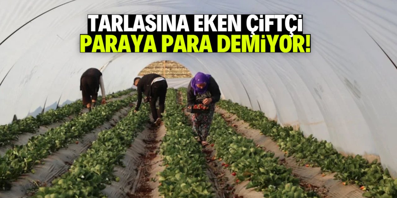 Tarlasına eken çiftçi paraya para demiyor! İlaçsız büyüyor dövizle satılıyor