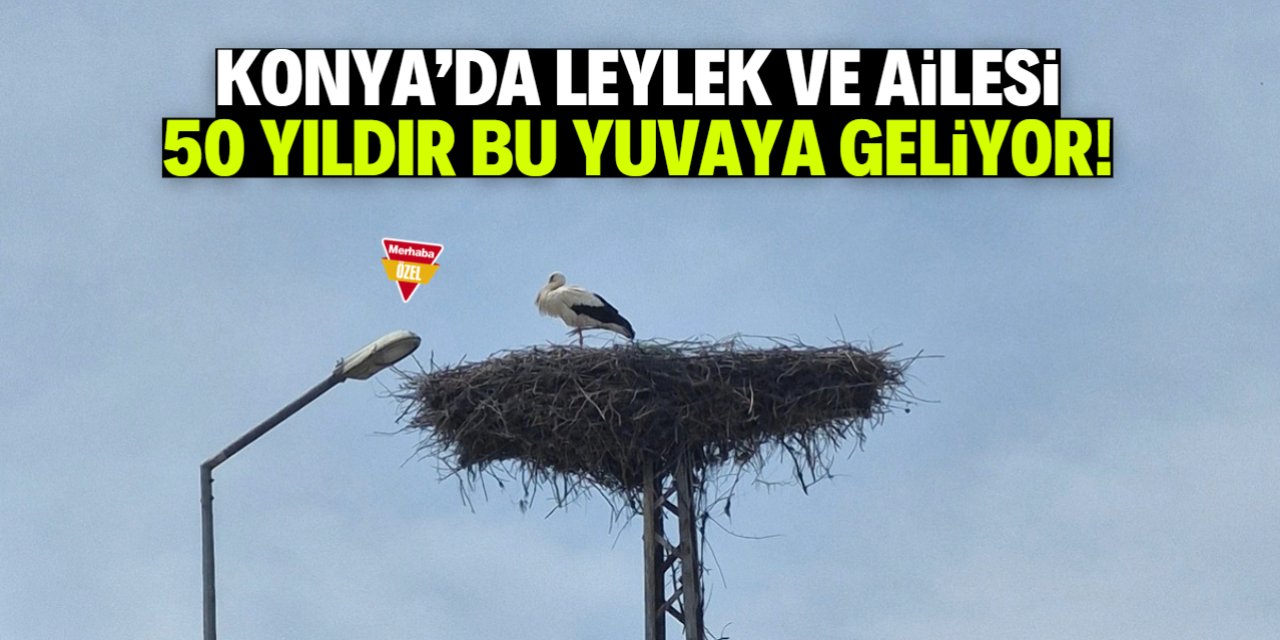 Konya'da leylek ve ailesi 50 yıldır bu yuvaya geliyor!