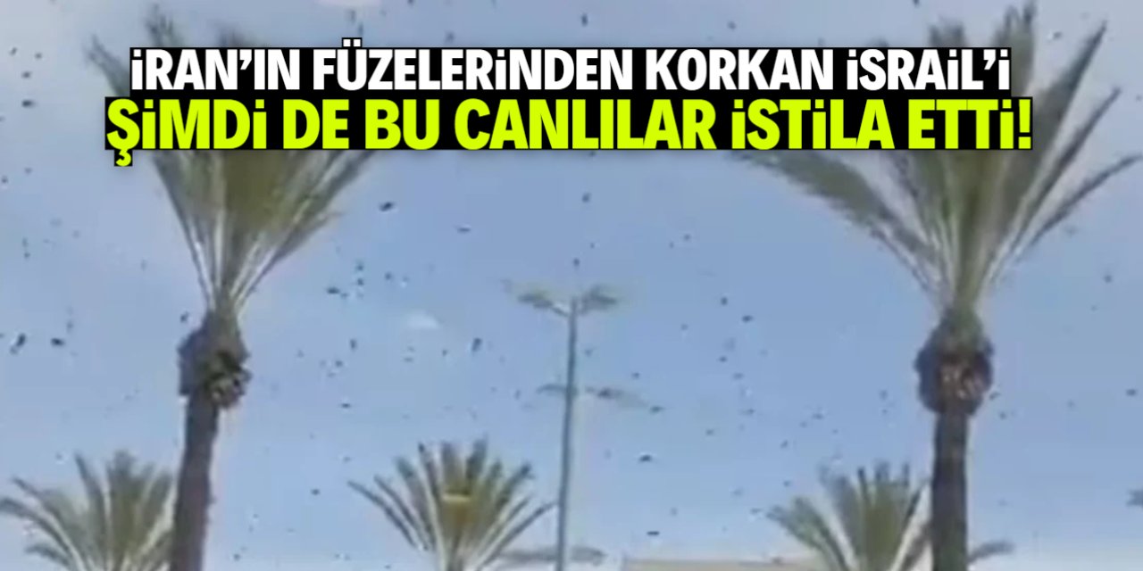İsrail'i bu canlılar istila etti! Sokağa çıkamıyorlar