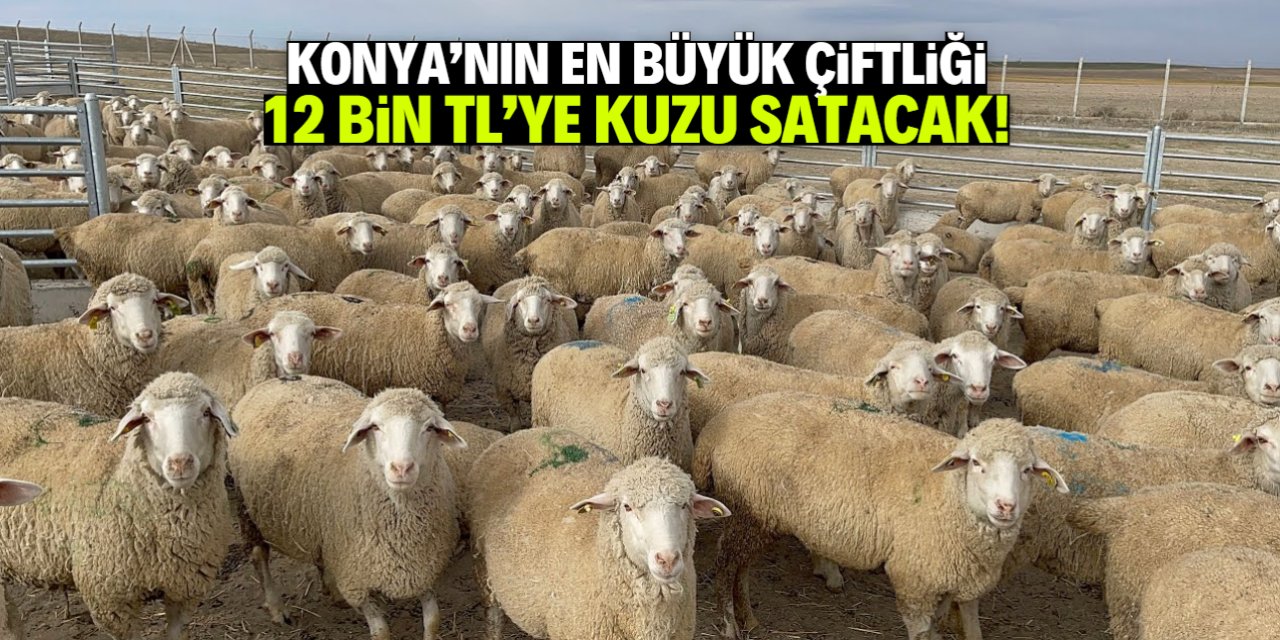 Konya'nın en büyük çiftliği sadece 12 bin TL'ye kuzu satacak