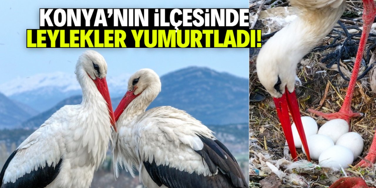 Konya'nın ilçesinde leylekler yumurtladı! Kuluçka dönemi başladı