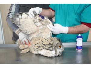 Yaralı Baykuş Tedavi Ediliyor