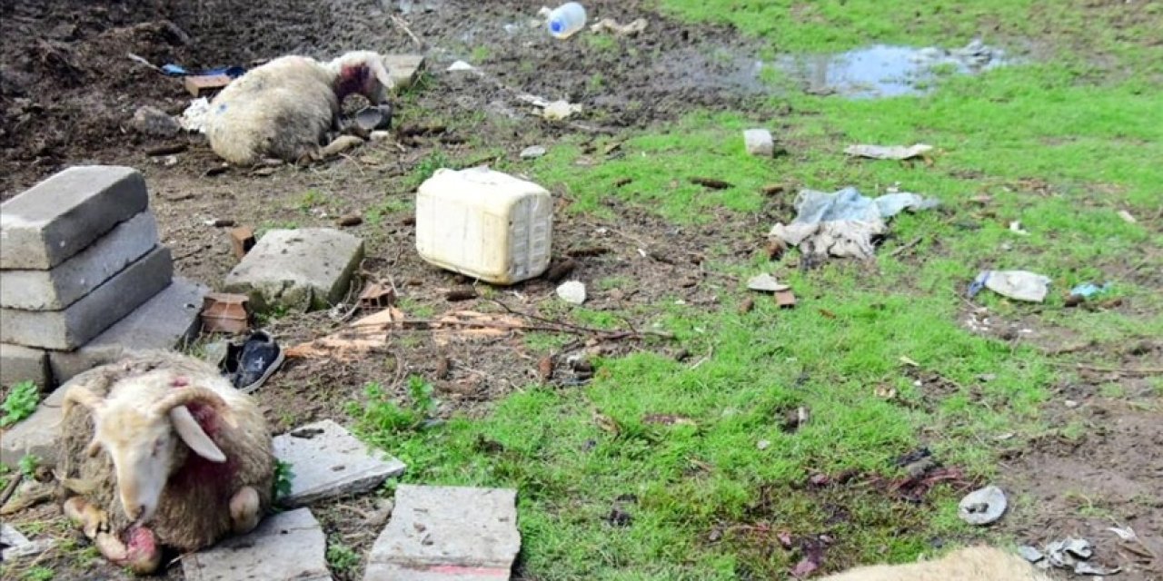 Konya'da kurt koyunları öldürdü