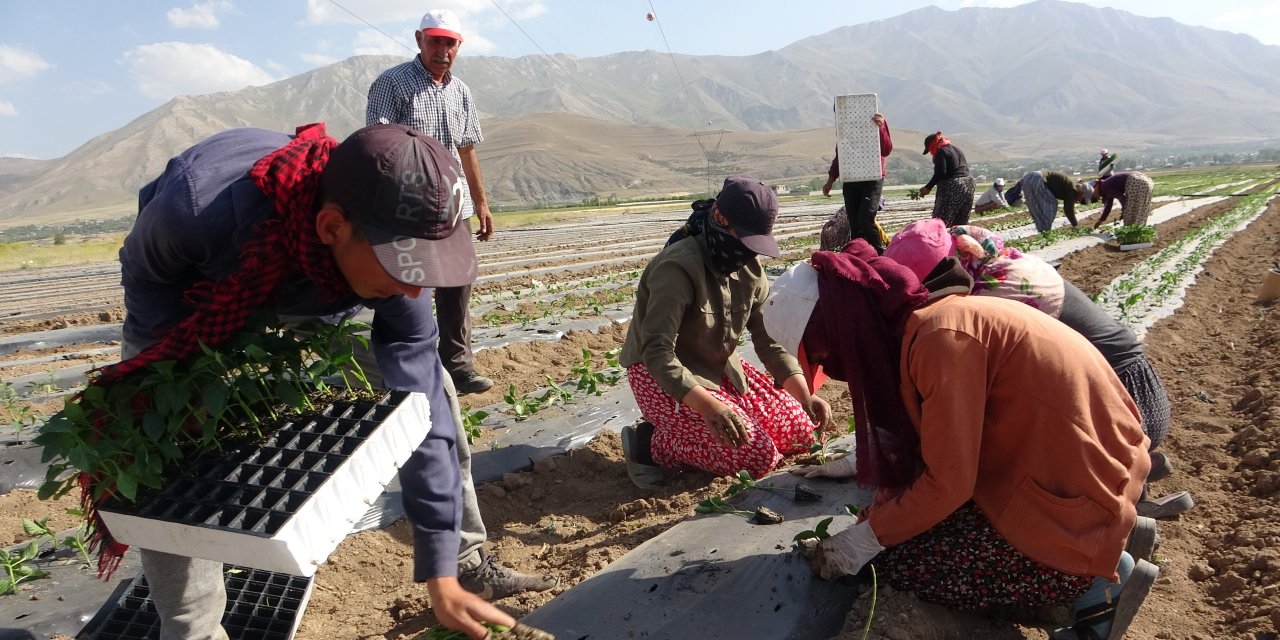 Tarım işçisinin yevmiyesi belli oldu