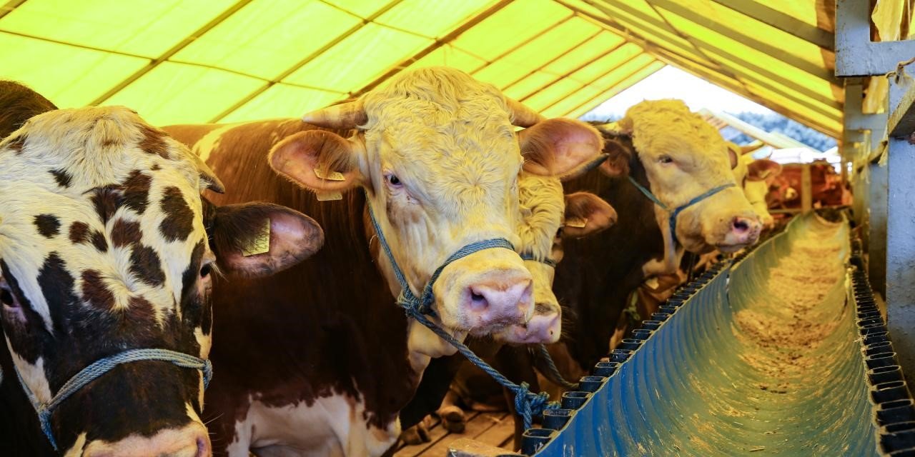 Kurban Bayramı öncesi hastalıklara karşı önlem