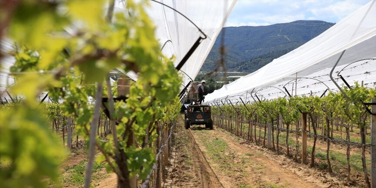 Meyveler doludan nasıl korunur?