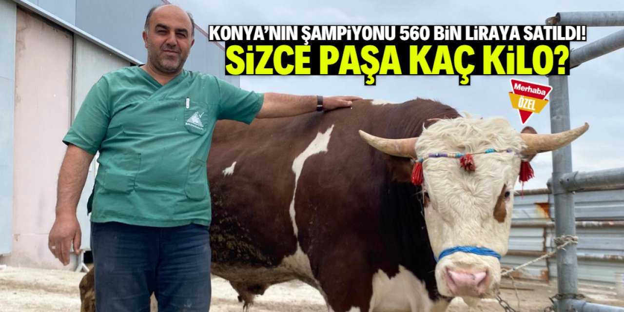 Konya’nın şampiyon kurbanlığı Paşa 560 bin TL’ye satıldı!