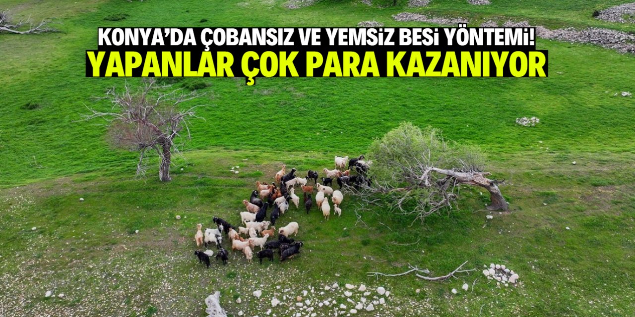 Konya'da çobansız ve yemsiz besi yöntemi bulundu! Yapan çok para kazanıyor