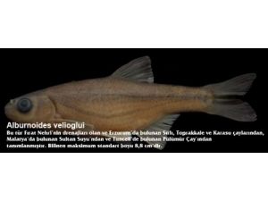 Rteü Akademisyenleri 3 Yeni Balık Türü Keşfetti