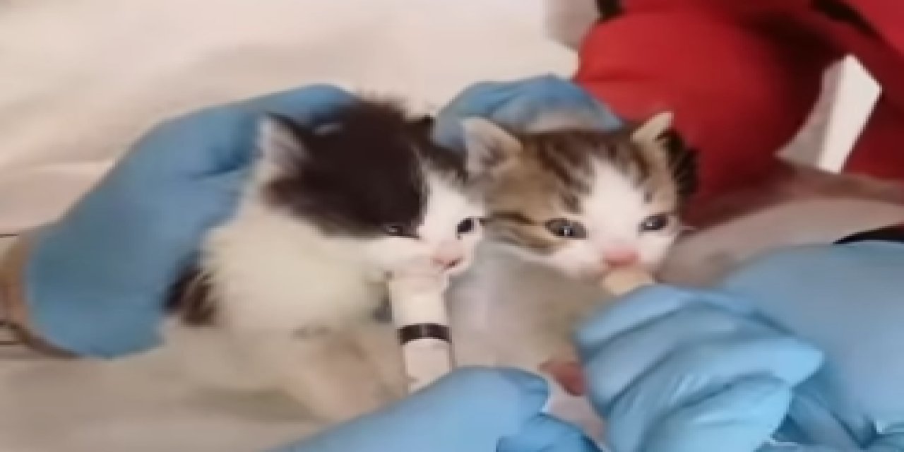 Seydişehir'de kedi yavrularının bakımı barınakta yapılacak