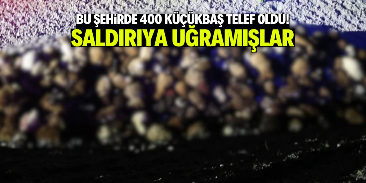 Bu şehirde 400 küçükbaş hayvan böcek saldırısıyla telef oldu