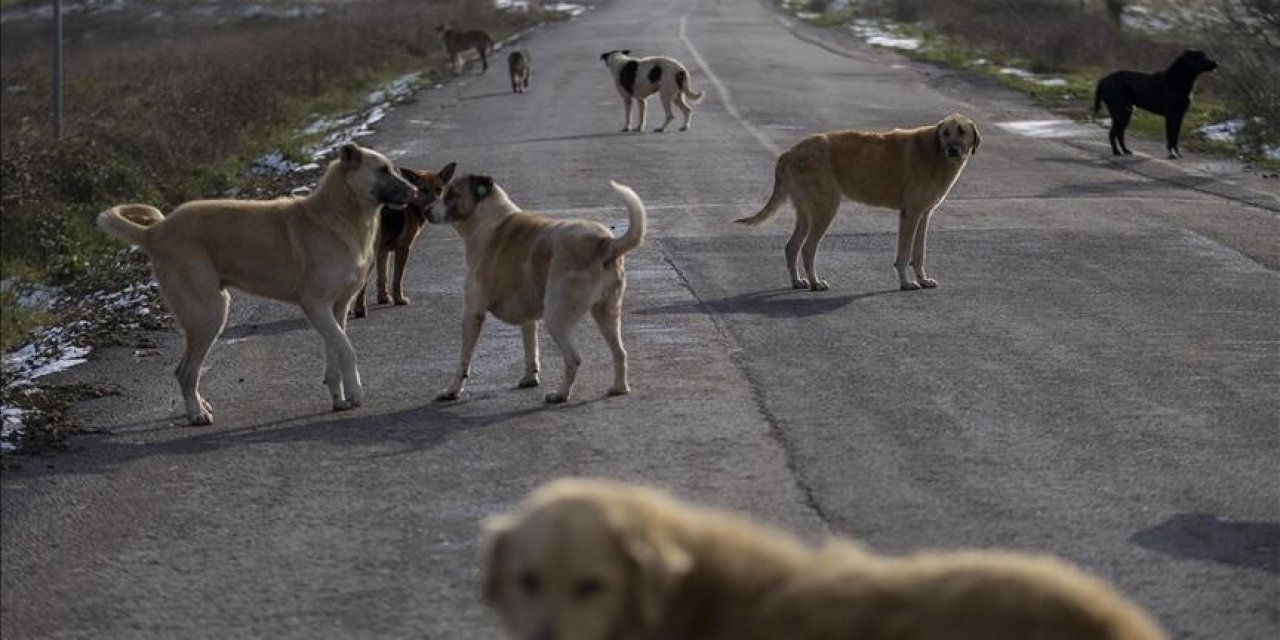 Sahipsiz köpeğin saldırdığı kişi yaralandı