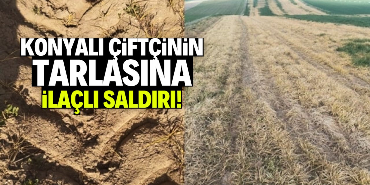 Konyalı çiftçinin tarlasına ilaçlı saldırı: Ürünler kurudu!