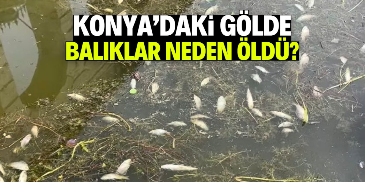 Beyşehir Gölü'nde neler oluyor? Balık ölümlerinin suçlusu kim?