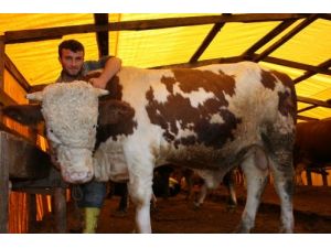 Hayvan Nakliyesinde Yeni Kurallar