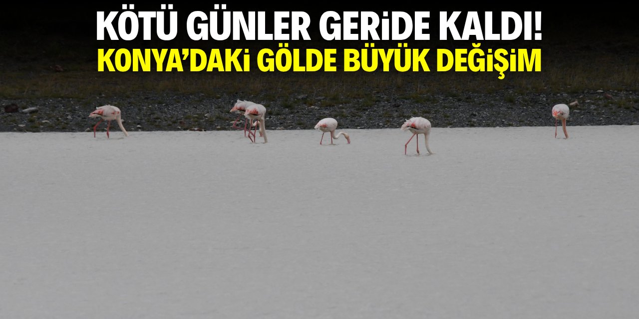 Kötü günler geride kaldı! Konya'daki gölde büyük değişim