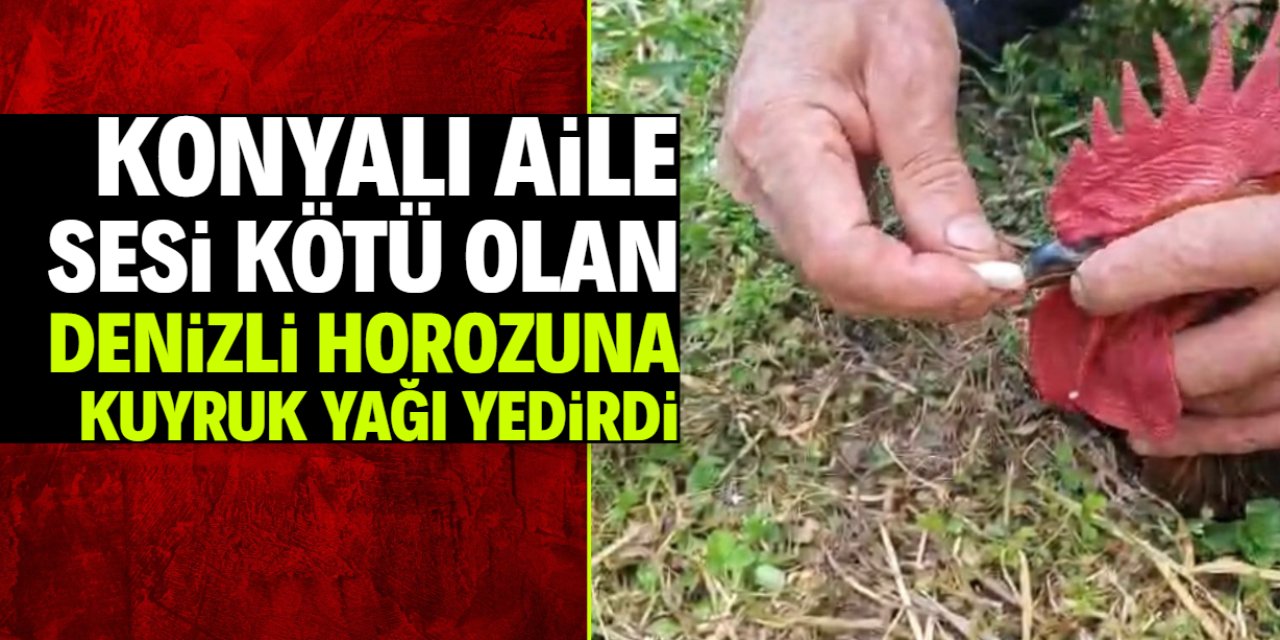 Konya’da sesi kötü olan horoza kuyruk yağı yedirdiler!