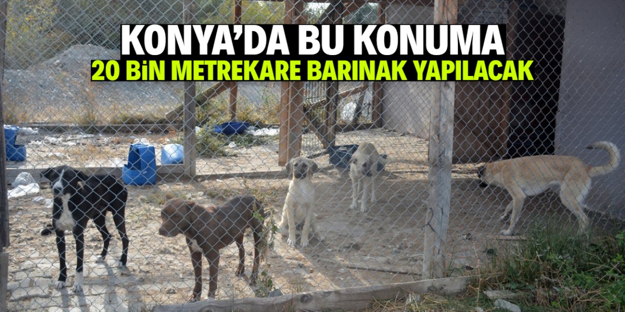Konya'nın mahallesine 20 bin metrekare barınak yapılacak
