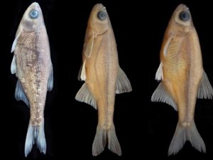 Üç yeni balık türü keşfedildi