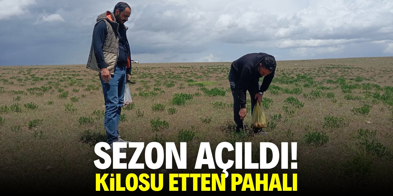 Konya'da sezon açıldı! Kilosu etten pahalı