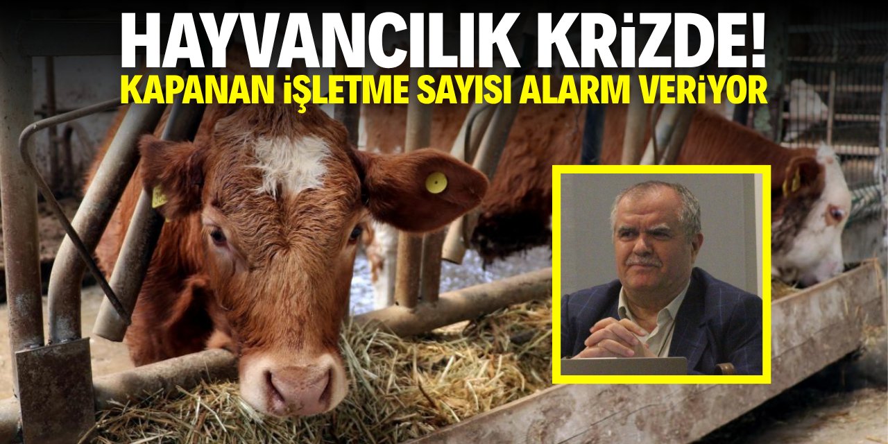 Hayvancılık krizde! Konya'da kapanan işletme sayısı alarm veriyor