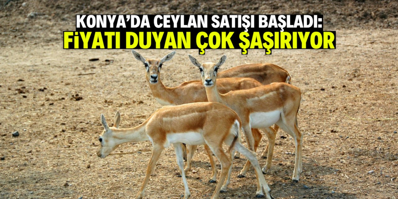 Konya'da ceylan satışı başladı: Fiyatı herkesi şaşırtıyor