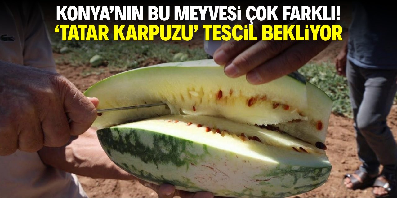 Konya'nın bu meyvesi çok farklı! 'Tatar karpuzu' tescil bekliyor