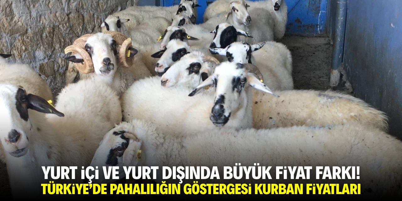 Yurt içi ile yurt dışında büyük fiyat farkı! Türkiye'de pahalılığın göstergesi kurban parası