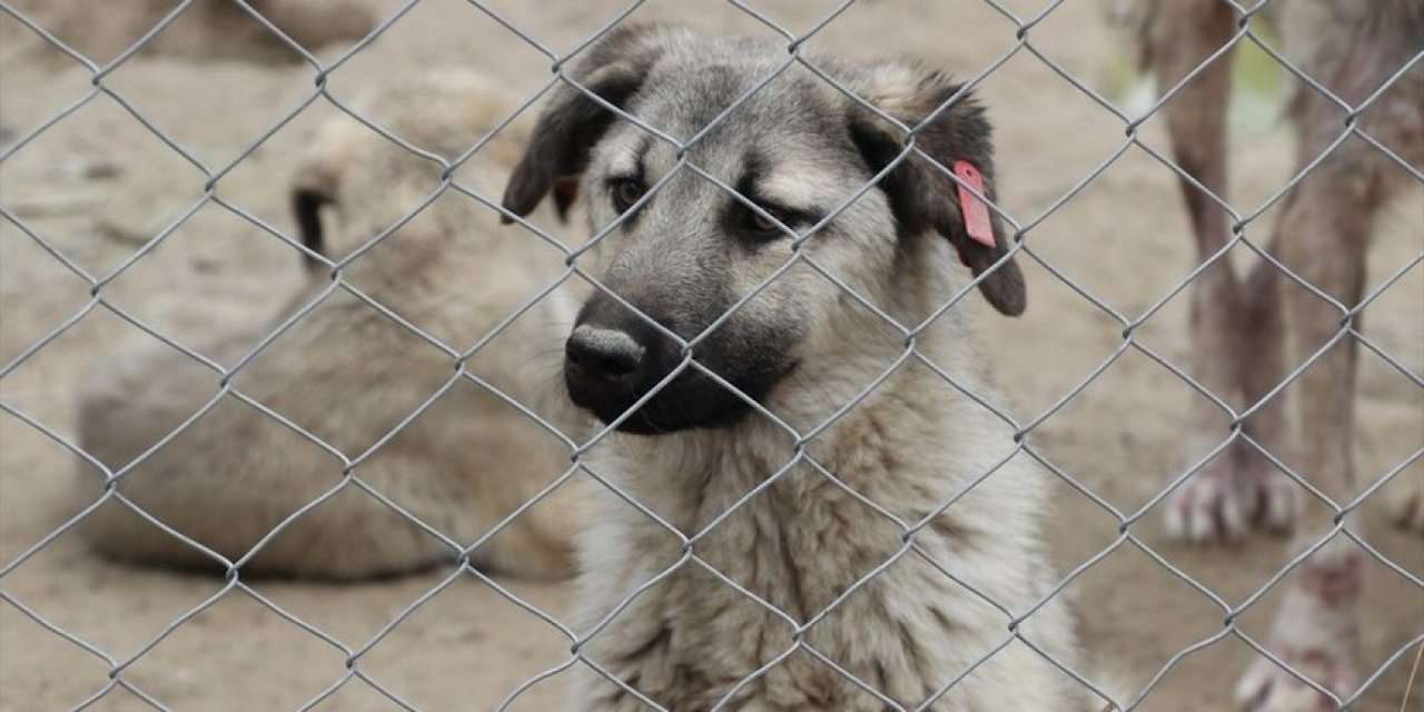 O şehirde 3 bin sahipsiz köpek toplandı