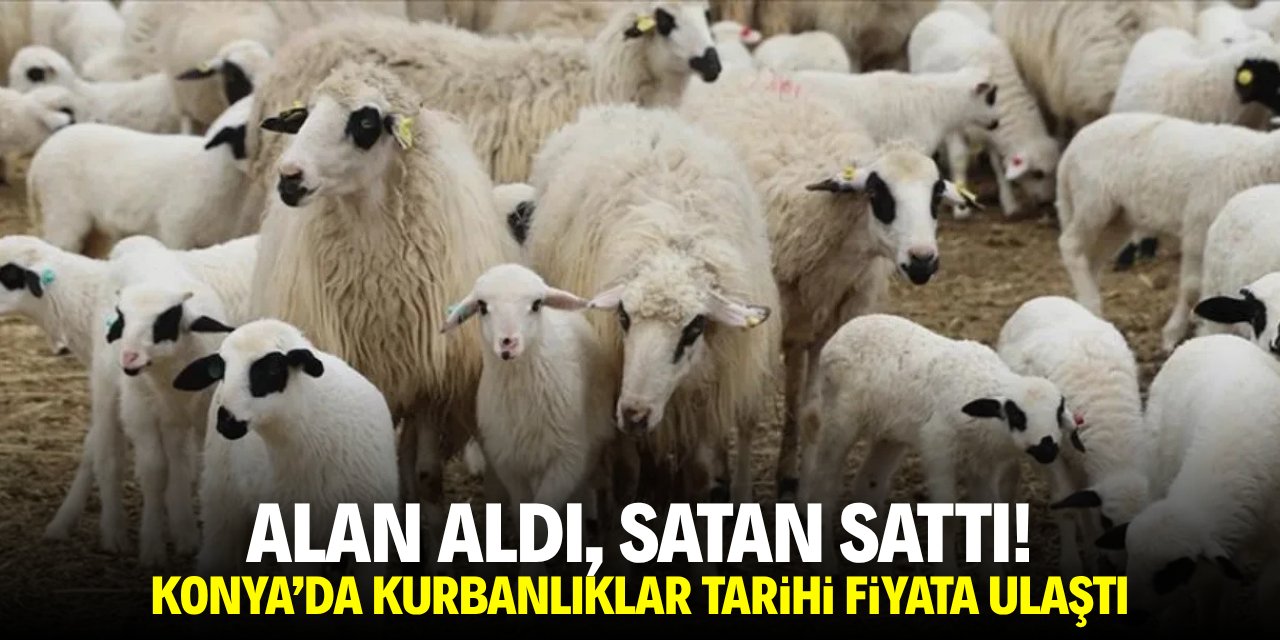 Alan aldı, satan sattı! Kurbanlıklar tarihi fiyata ulaştı
