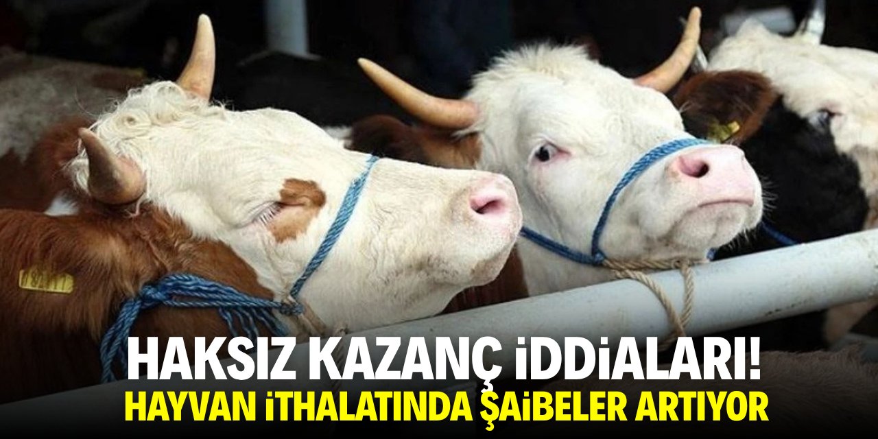 Haksız kazanç iddiaları! Hayvan ithalatında şaibeler artıyor