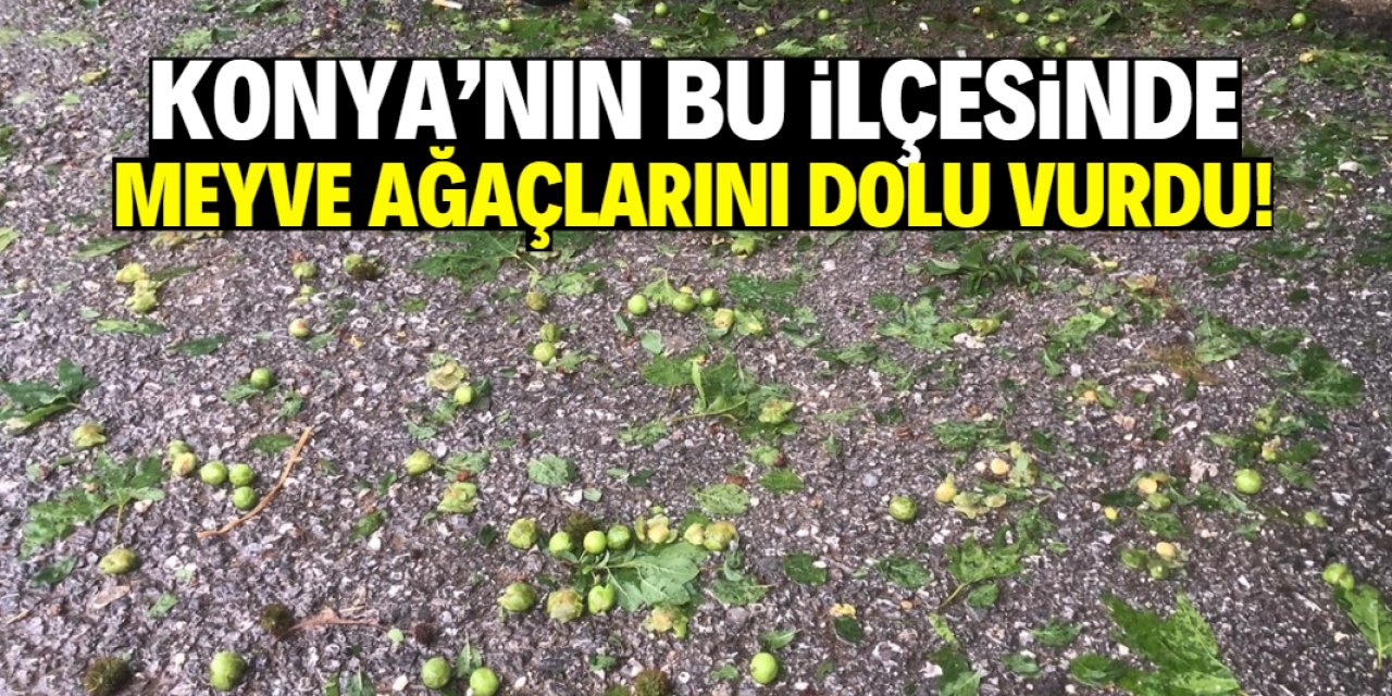 Konya'nın bu ilçesinde meyve ağaçlarını dolu vurdu! Zarar büyük